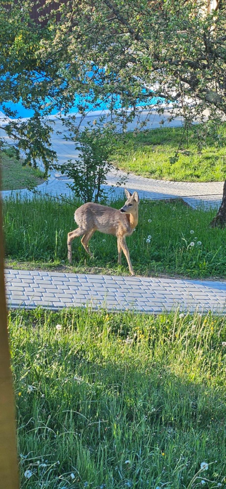 Вилла Barvy Karpat Славское Экстерьер фото
